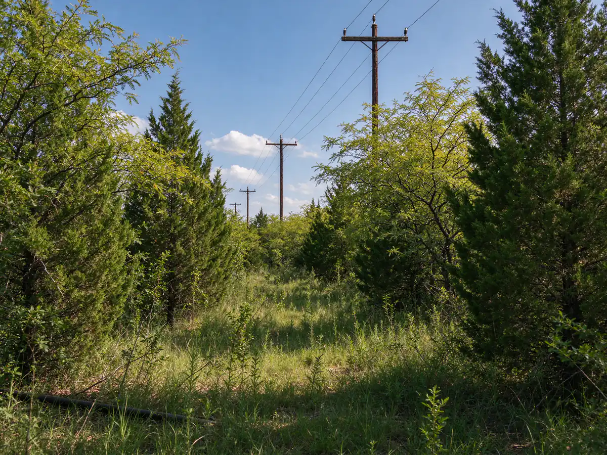 Easement corridor before clearing, with cedar and mesquite grown in between the poles