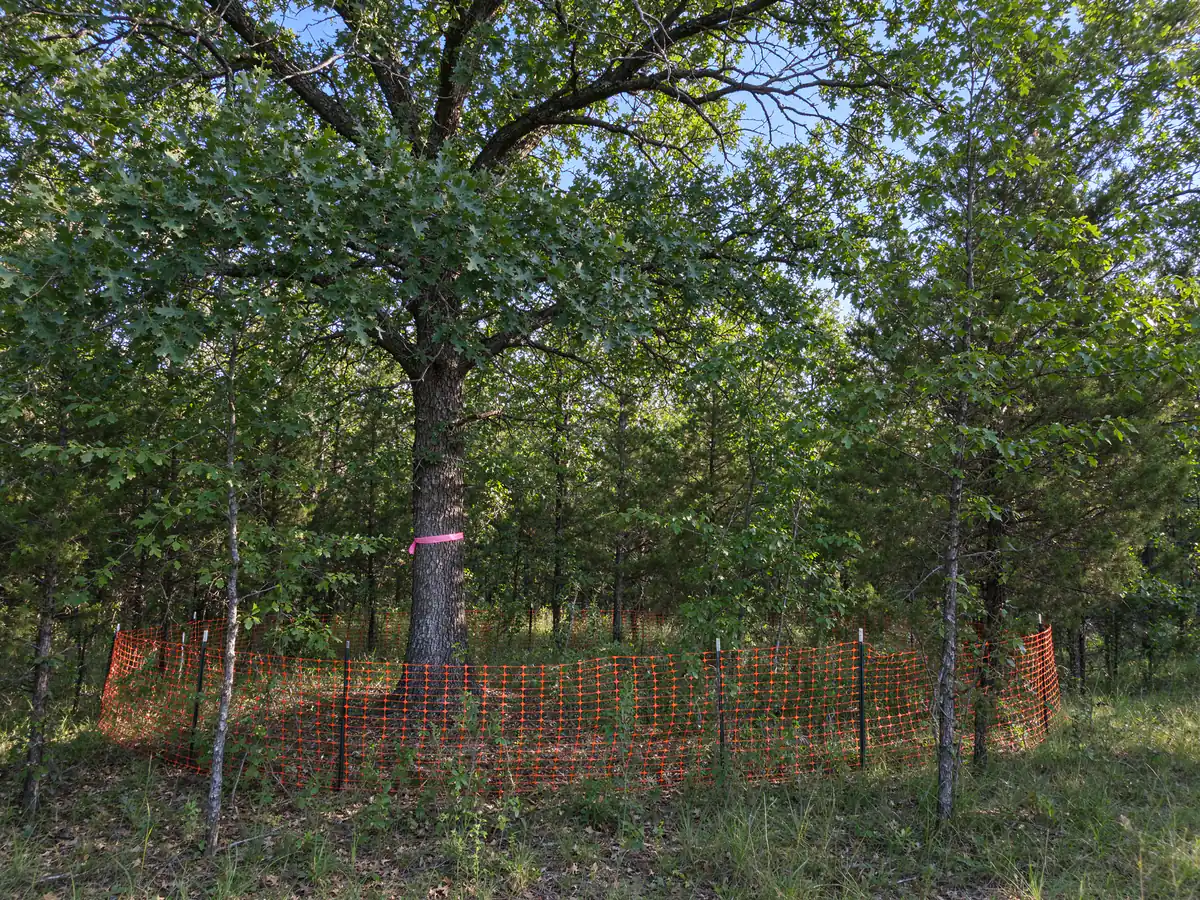 Keeper oaks flagged and fenced before any machine moves on the lot