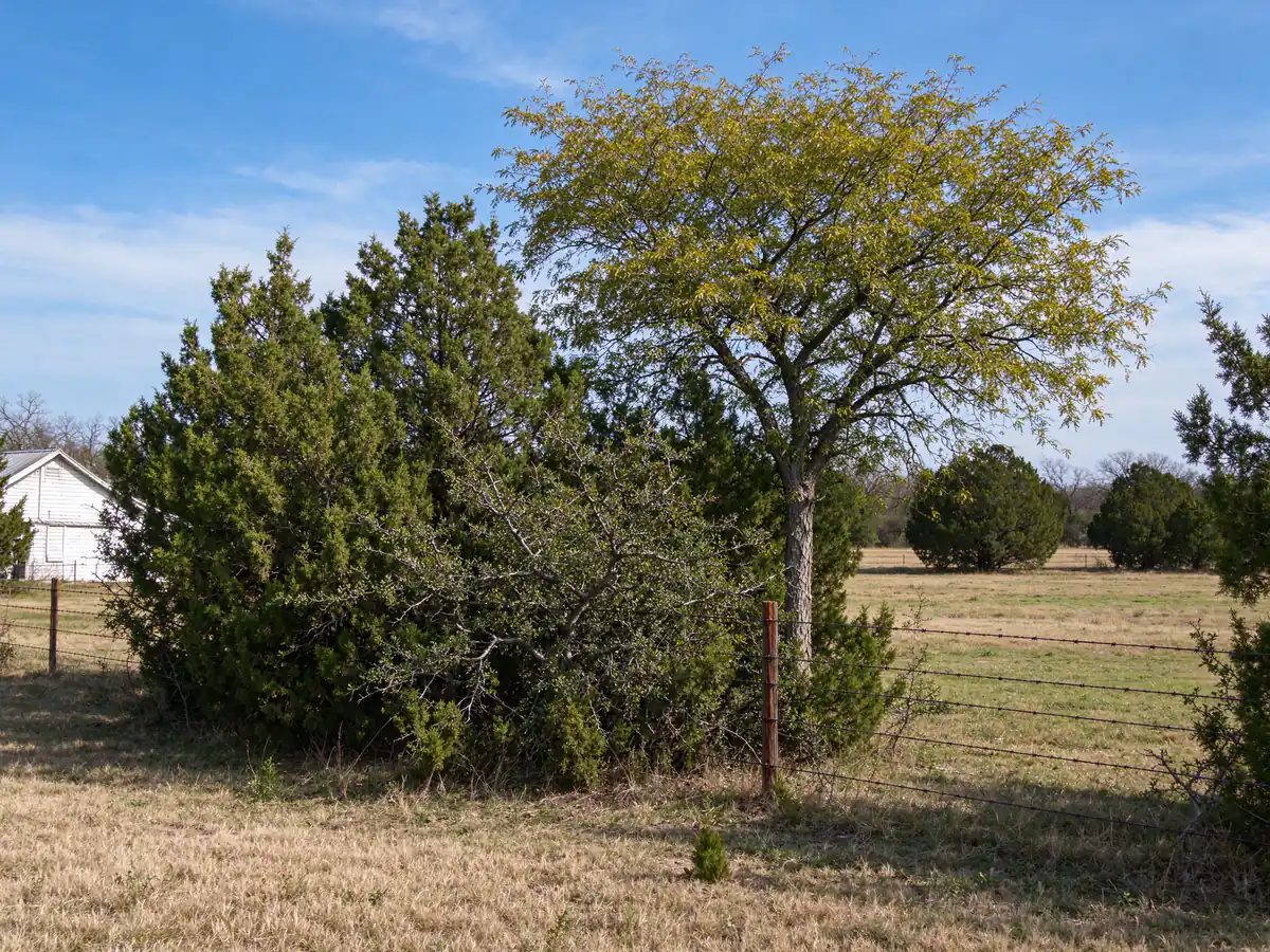 Pasture edge choked with cedar and mesquite brush along a barbed wire fence (representative before)