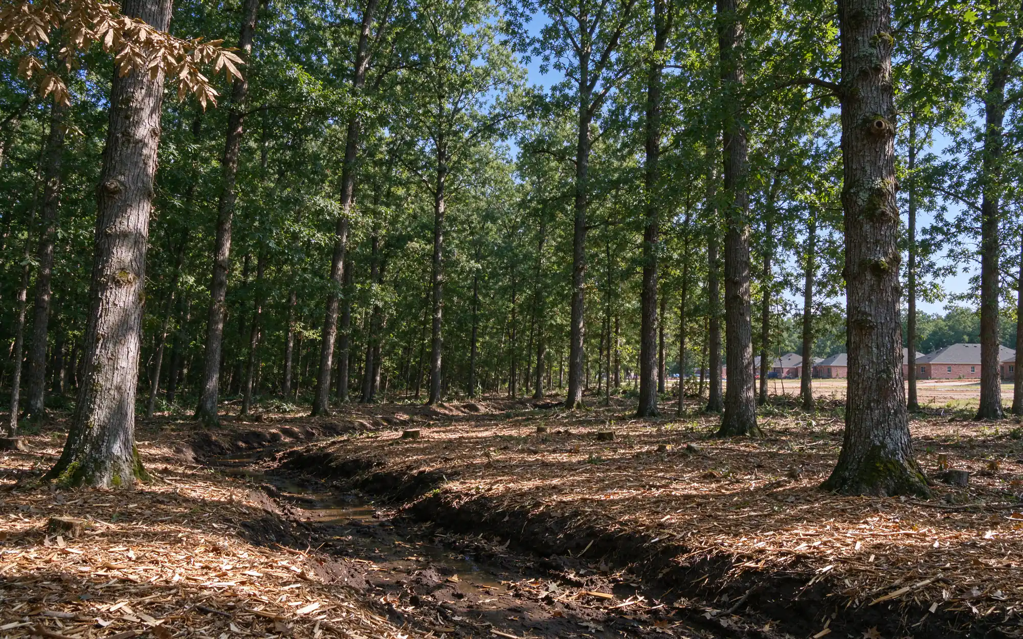 Representative photo of a cleared understory beneath standing hardwoods with mulch on the ground in a North Texas creek bottom