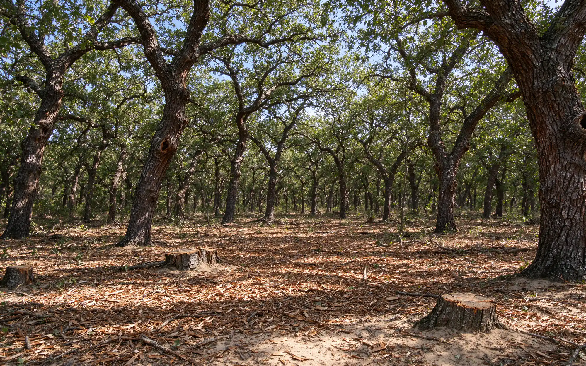 Representative photo of a forestry-mulched understory beneath post oaks on sandy ground in North Texas Cross Timbers woodland