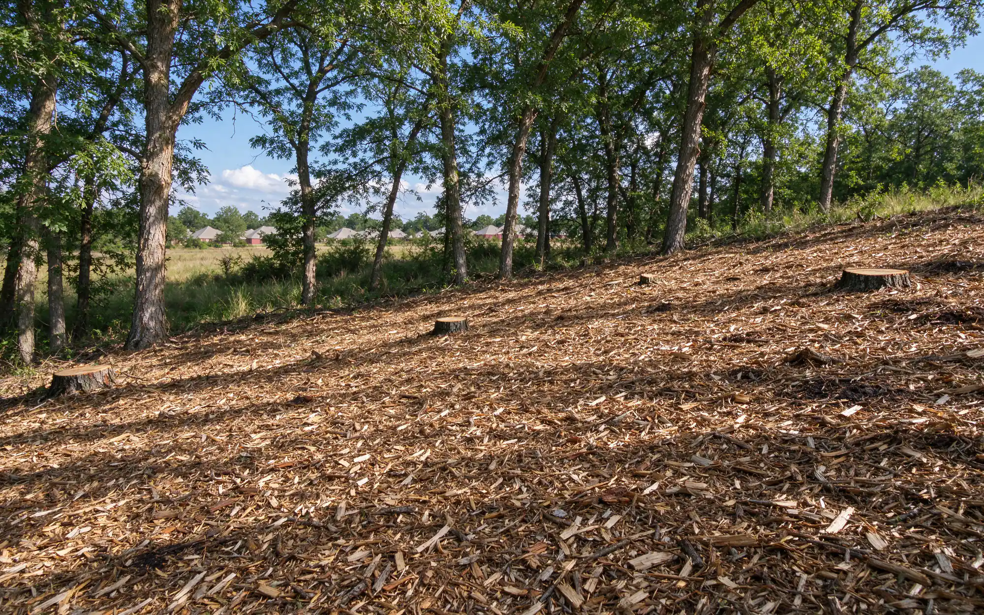 Representative photo of a forestry mulcher's shredded brush layer across a cleared lot edge on gently sloping North Texas clay