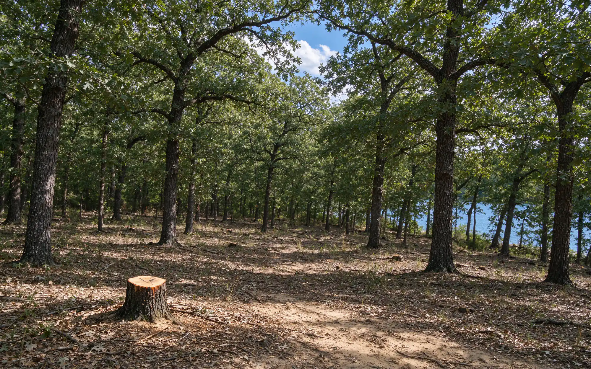 Representative photo of post oak and blackjack oak woodland with cleared cedar understory on rolling ground near a North Texas lake