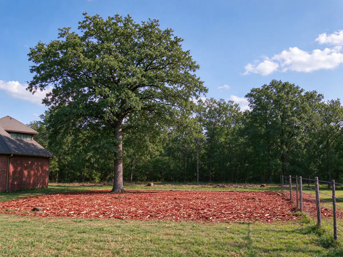 Same acreage after forestry mulching, with the post oak standing over an even mulch layer (representative after)