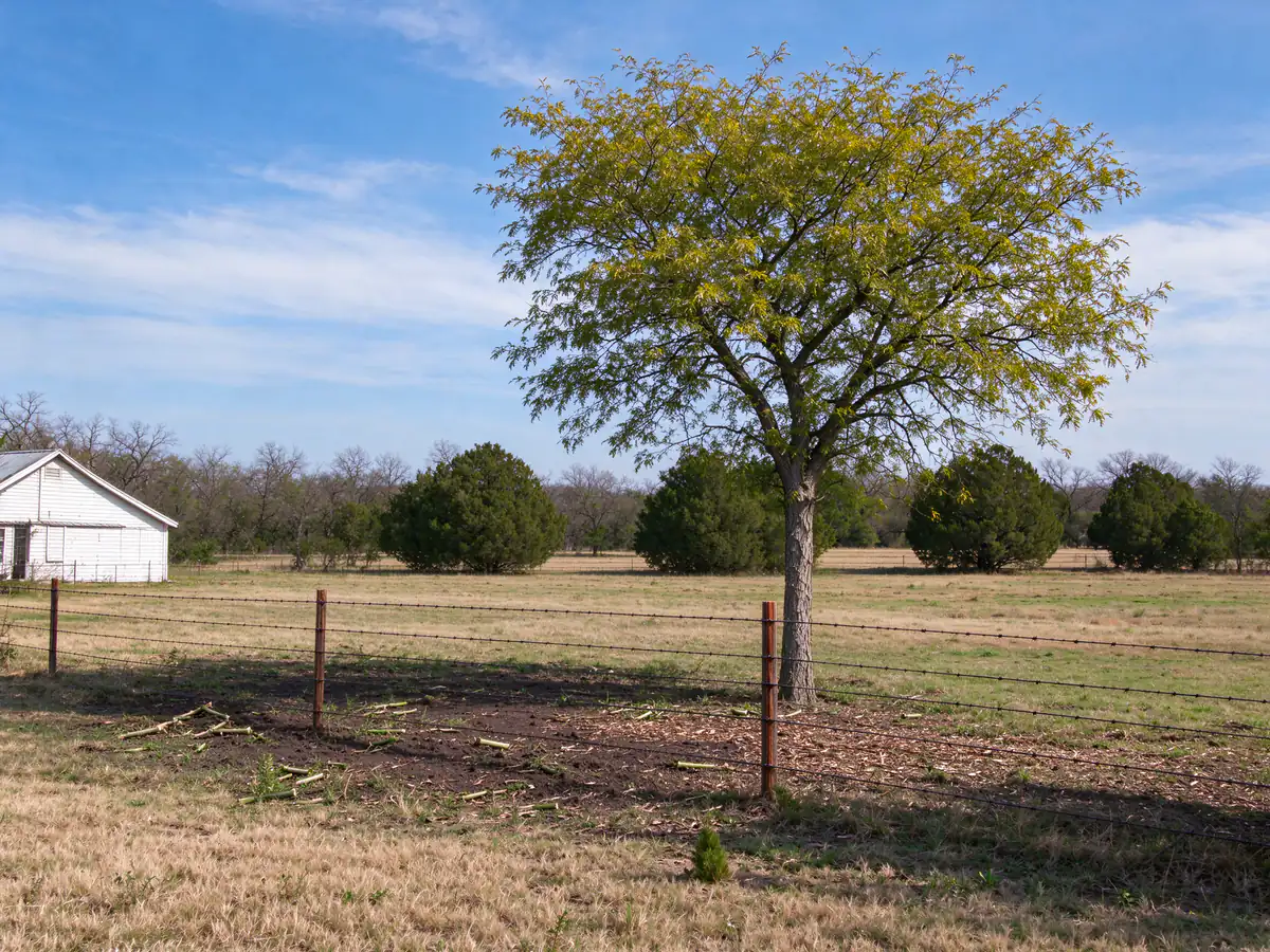 Same pasture edge with the brush cut low and the cedar elm left standing (representative after)