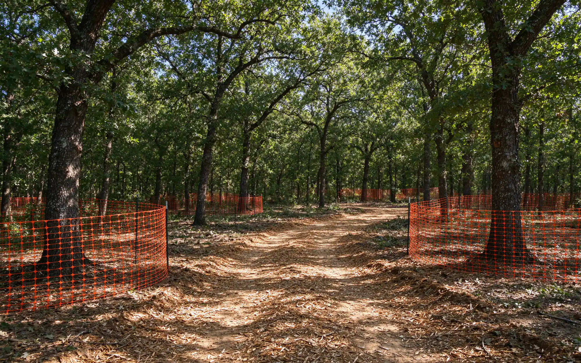 Wooded North Texas home site after underbrush removal, with mature oaks and cedar elms left standing, orange fencing around their drip lines and a narrow machine path of shredded leaf litter winding between them